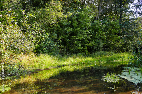 Summer landscape - calm morning on the river