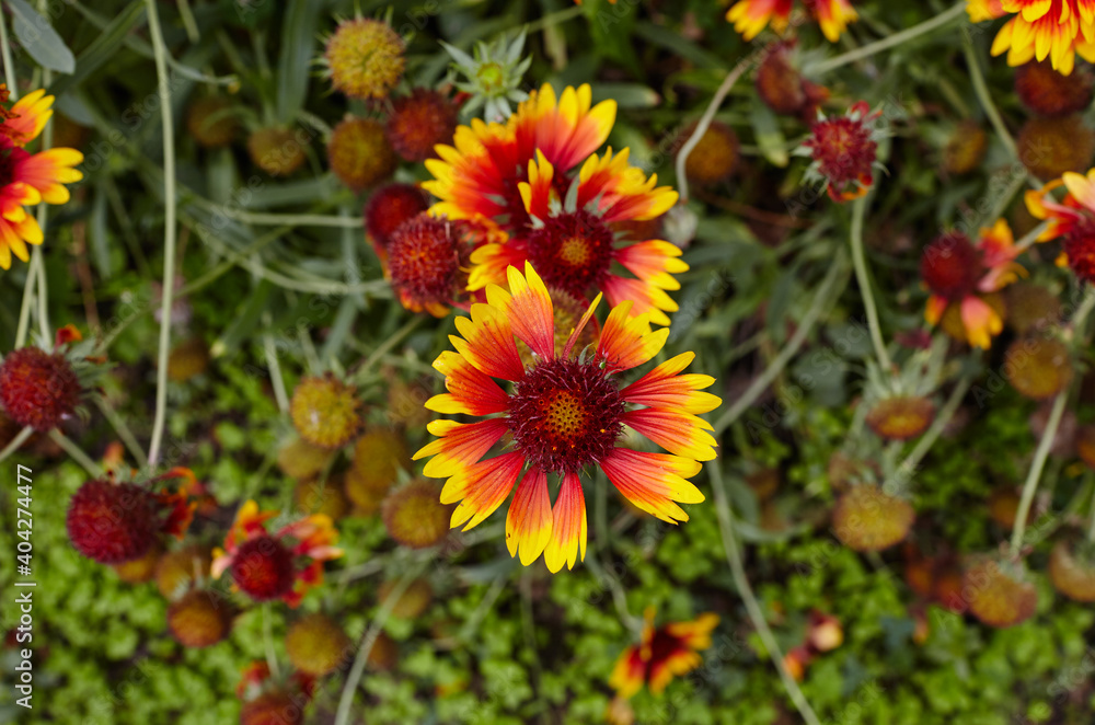 A wonderful bright red Gaillardia flower or blanketflower (Gaillardia aristata or pulchella) with yellow details on the petals A wonderful bright red Gaillardia flower or blanketflower (Gaillardia aristata or pulchella) with yellow details on the petals