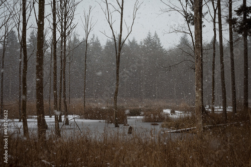 Wallpaper Mural In the woods in snow Torontodigital.ca