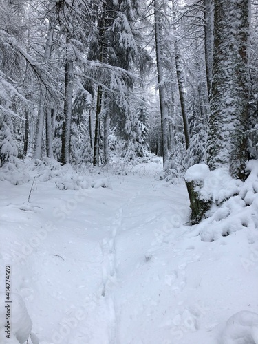 snow covered trees, Winterlandschaft im Sauerland, hoher Schnee und Tierspuren