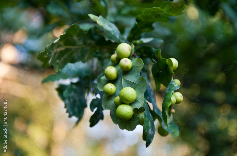 Many oak apples (galls) on oak leaves