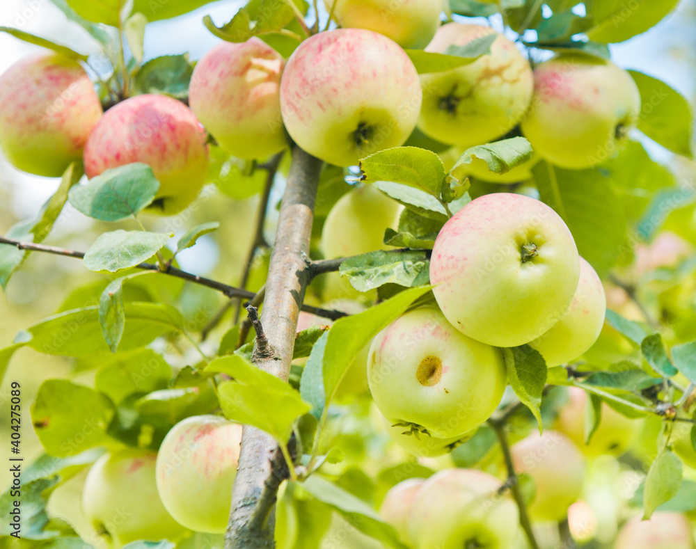 many apples on apple-tree branches in summer day many apples on apple-tree branches in summer day