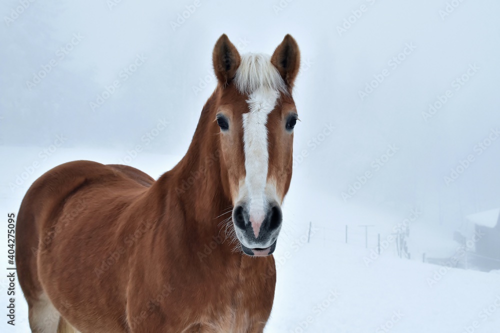 Nahaufnahme eine braunes Pferdes mit weißer Blesse im Winter Nahaufnahme eine braunes Pferdes mit weißer Blesse im Winter