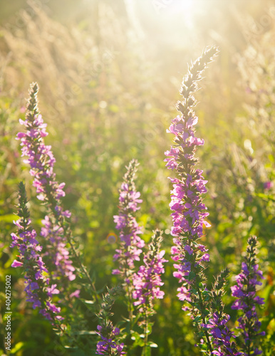 Summer evening. Field with flowers at sunset  backlight 