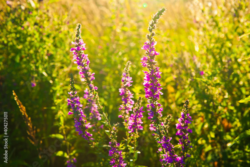 Summer evening. Field with flowers at sunset (backlight)