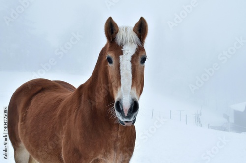 Nahaufnahme eine braunes Pferdes mit wei  er Blesse im Winter