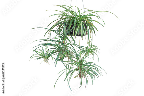 Spider Plant or Chlorophytum bichetii (Karrer) Backer hanging in black plastic pot isolated on white background included clipping path.