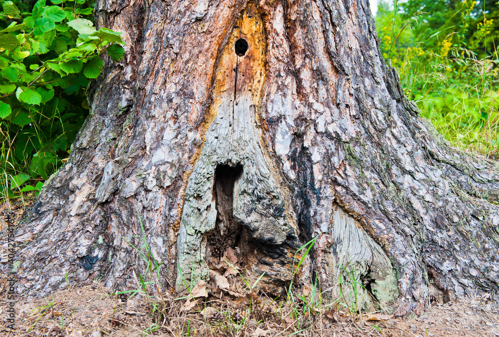 Fototapeta premium old tree trunk in the summer forest