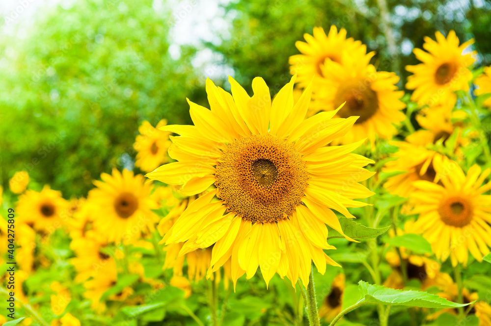 field of sunflowers in sunny summer day field of sunflowers in sunny summer day