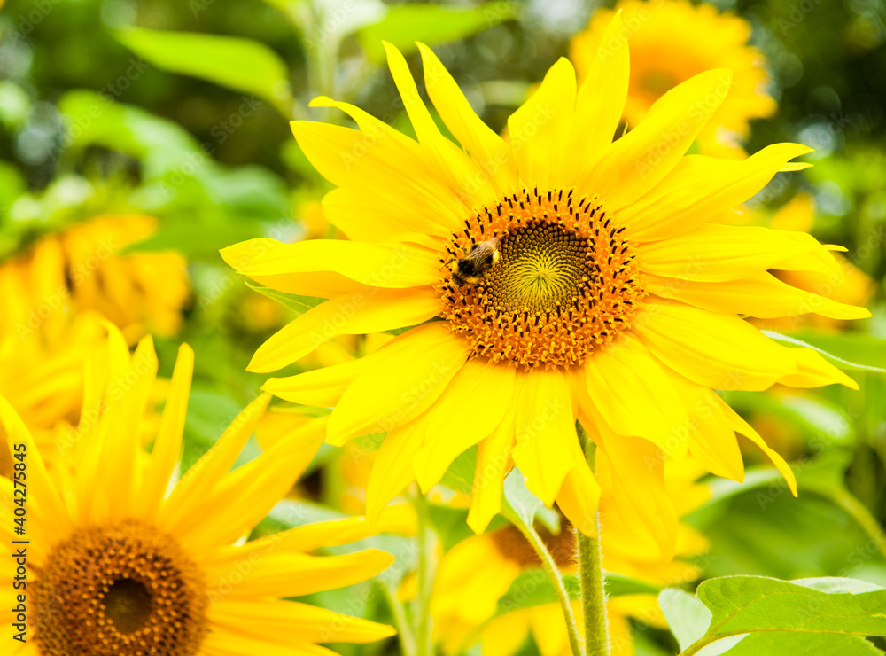 Fototapeta premium sunflowers in sunny summer day