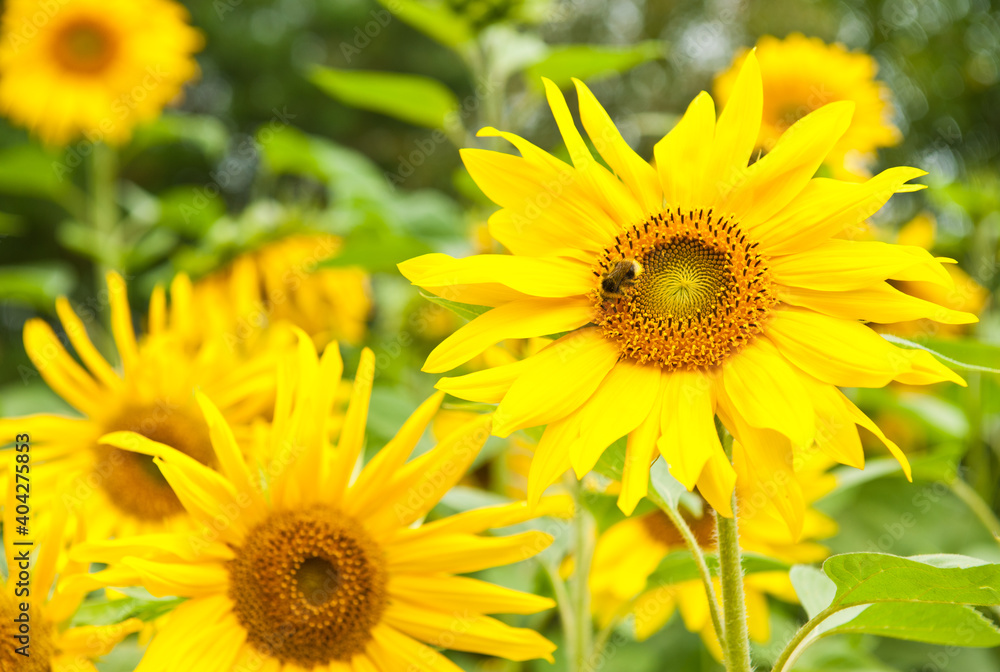 A bee on a sunflower in sunny summer day A bee on a sunflower in sunny summer day