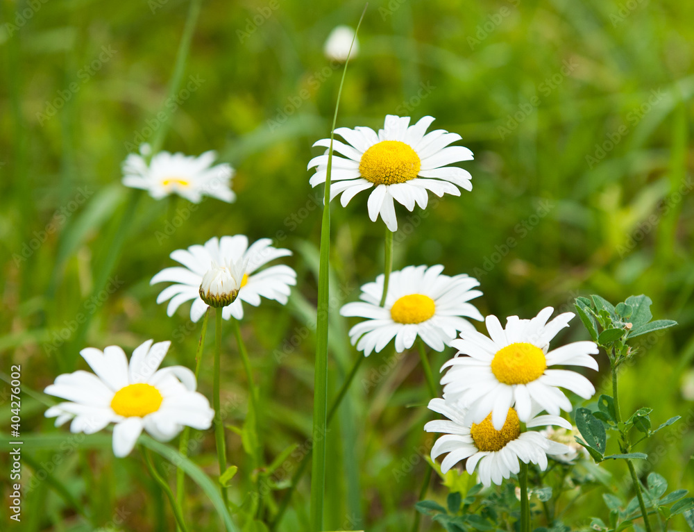 Fototapeta premium Large daisies in summer day