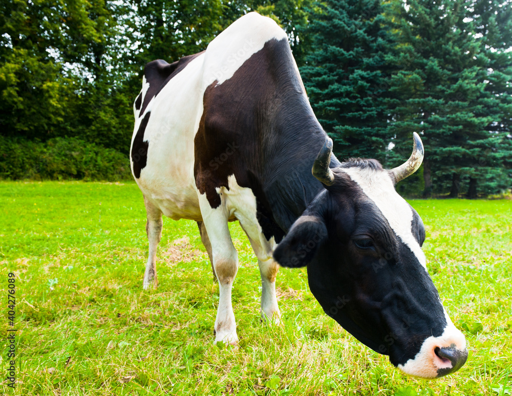 Black and white cow on green grass in summer day
