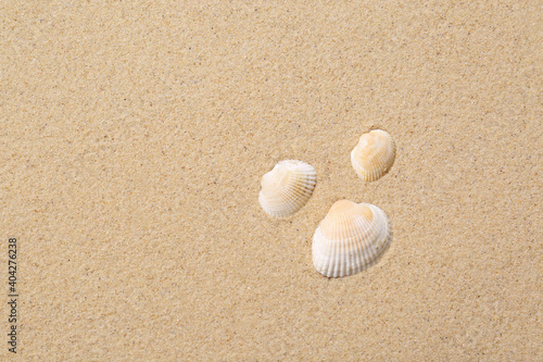 Beautiful seashells on beach sand, flat lay with space for text. Summer vacation