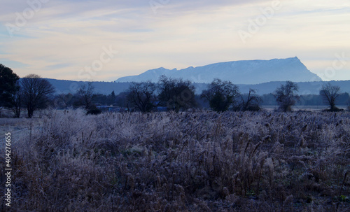 Winter landscape of provence lavec perspective on the mountain Sainte Victoire, near Aix en Provence,  with white frost