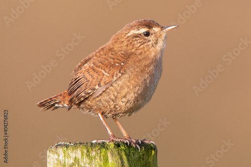 Wren standing tall on post against brown background