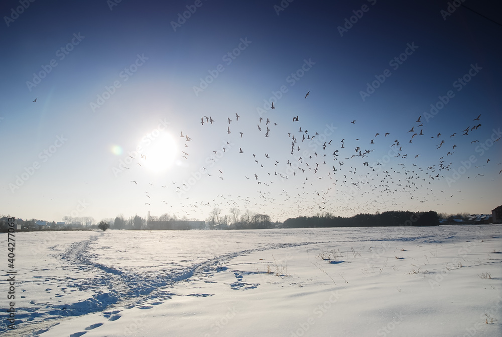 Birds in the sky, snow, winter, blue sky