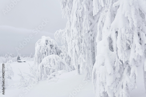 trees and shrubs covered with snow after a blizzard against the background of a foggy frosty landscape