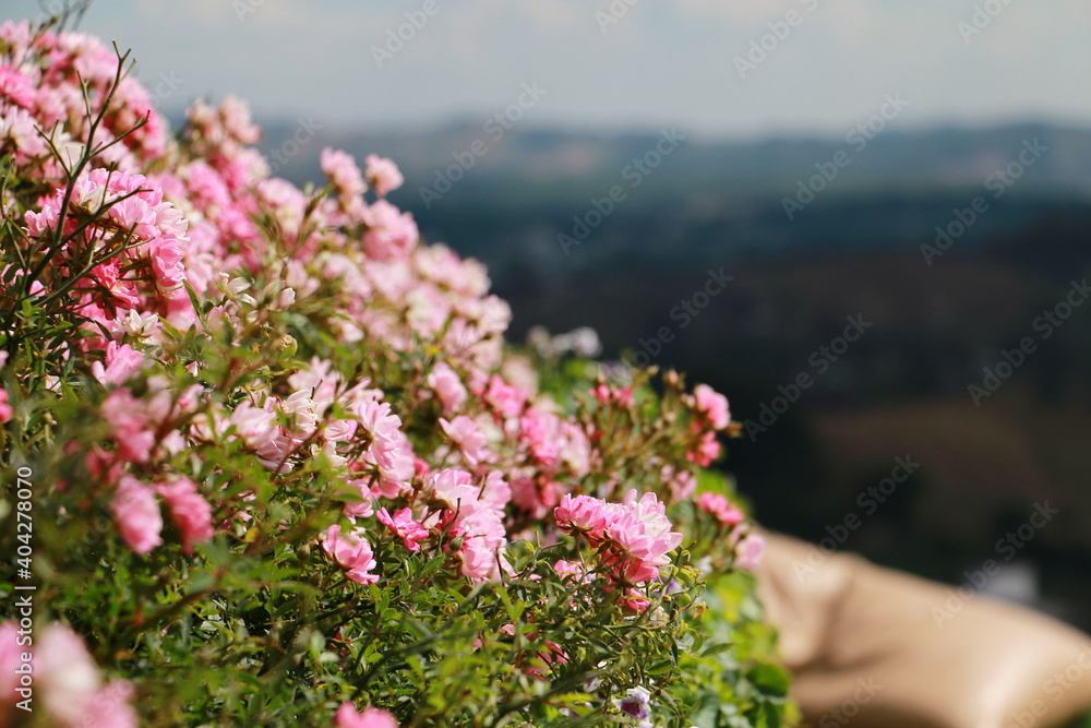 Obraz premium Selective focus pink small roses for background ,Valentine day.