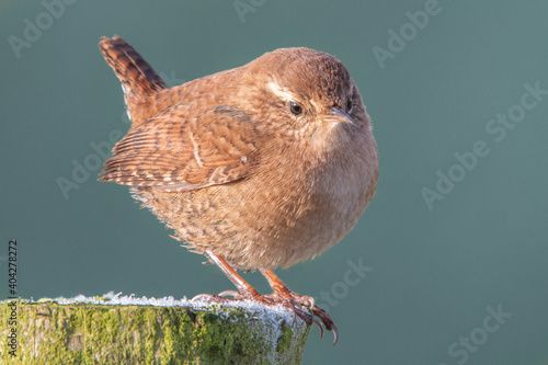 Fototapeta Wren on frosty post with erect tail against blue background
