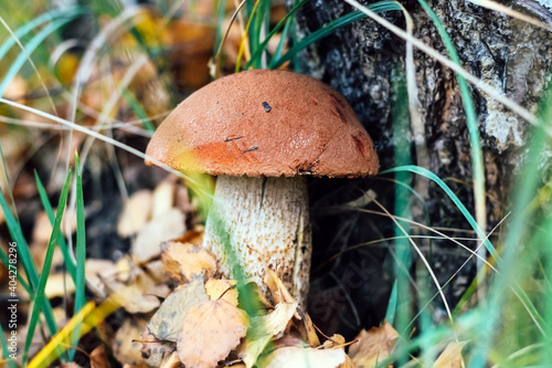 Leccinum aurantiacum mushroom, boletus. Edible mushroom growing in the autumn fox.