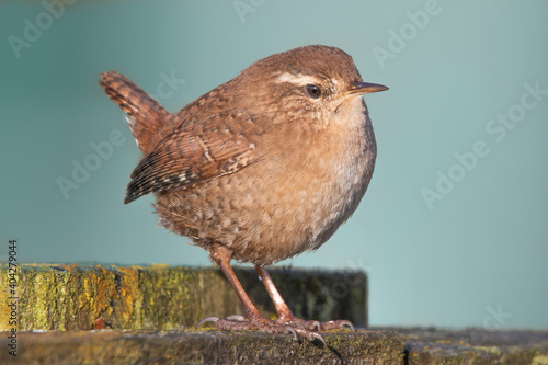 Wren standing on fence against blue background