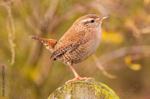 Wren on fence post with erect tail and shrubbery in background