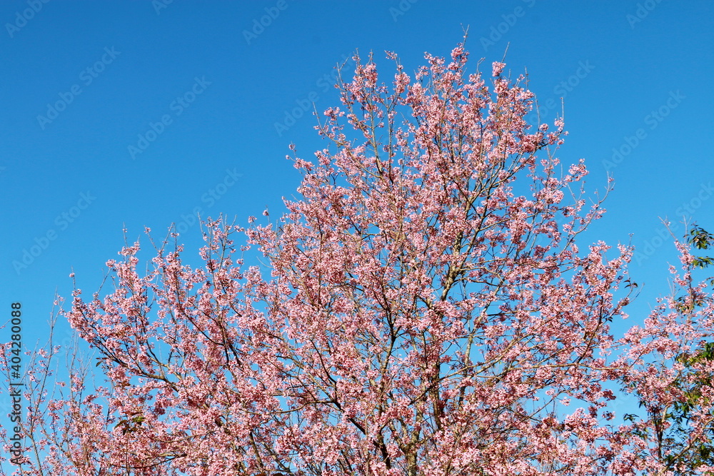 Wild Himalayan Cherry,Sakura Thailand,Pink flower in Thailand national park at phu lom lo, Loei, Thailand.