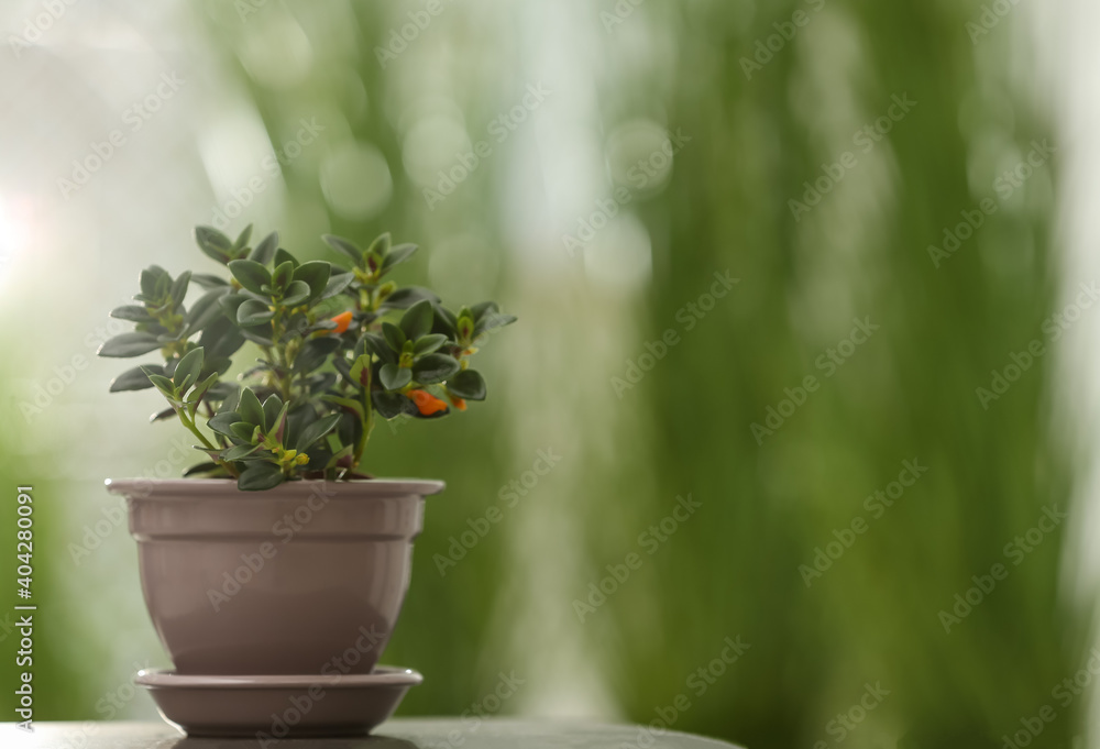 Beautiful potted Goldfish plant on table. Space for text Beautiful potted Goldfish plant on table. Space for text