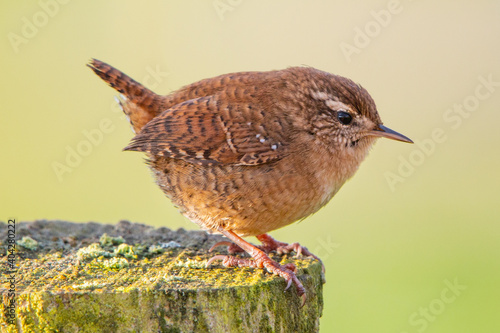 Wren on post with erect tail
