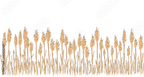 Hand-drawn simple vector drawing in beige color. Wild steppe pampas grass, reeds, panicle inflorescences. Nature, landscape. Long banner.