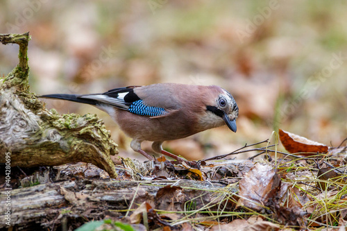 Eichelhäher (Garrulus glandarius) photo