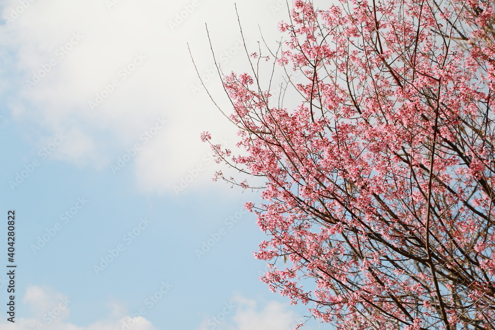 Close up Wild Himalayan Cherry,Sakura Thailand,Pink flower in Thailand national park at phu lom lo, Loei, Thailand. Close up Wild Himalayan Cherry,Sakura Thailand,Pink flower in Thailand national park at phu lom lo, Loei, Thailand.