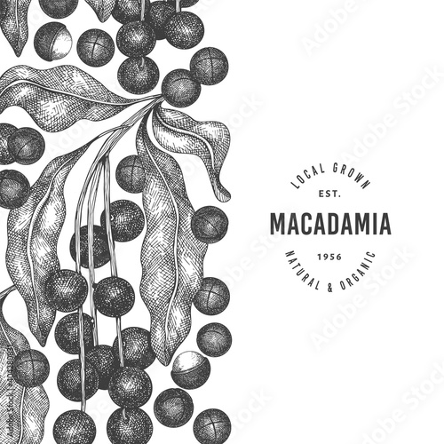 Hand drawn macadamia branch and kernels design template. Organic food vector illustration on white background. Retro nut illustration. Engraved style botanical banner.