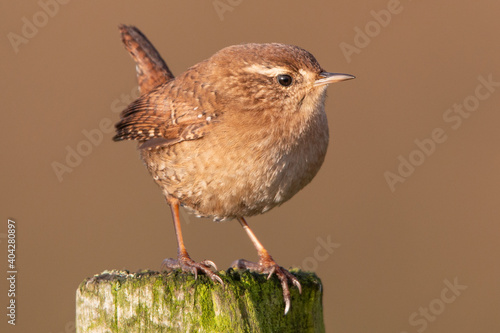 Photo Wren on fence post with erect tail