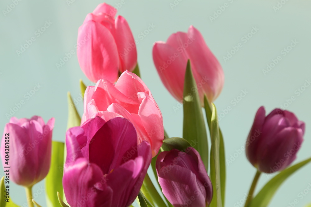 blühende Tulpen im Studio