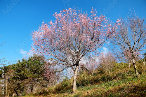 Wild Himalayan Cherry,Sakura Thailand,Pink flower in Thailand national park at phu lom lo, Loei, Thailand.