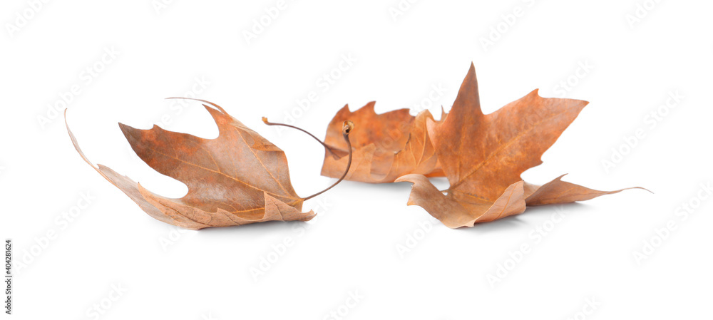 Dry leaves on white background. Autumn season Dry leaves on white background. Autumn season
