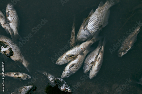 Fotografia dead fish on a lake with a toxic sign in hand