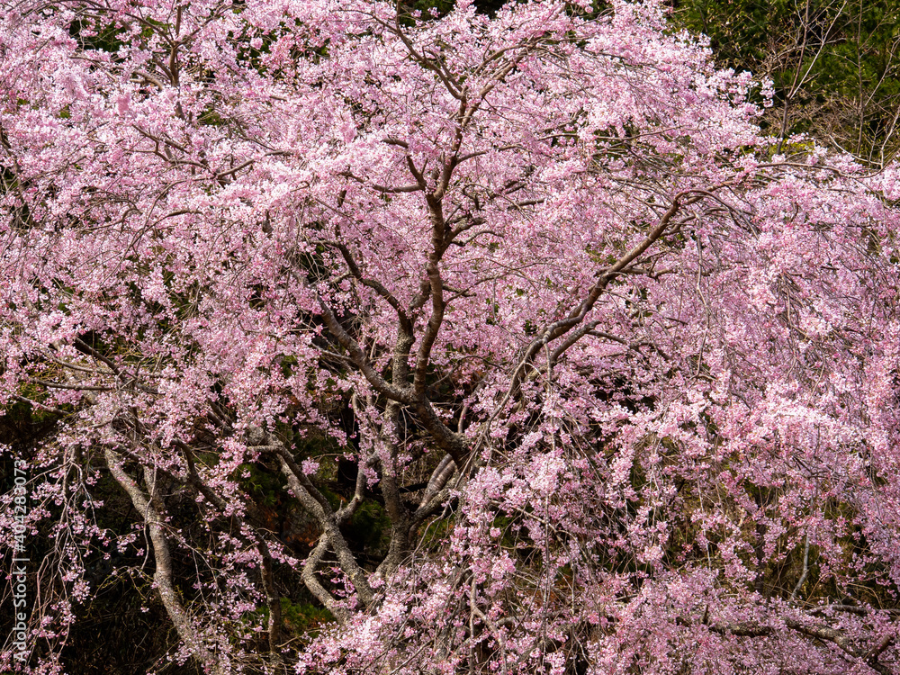 神戸・森林植物園のベニシダレ桜