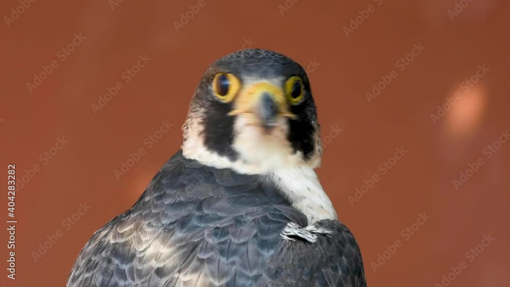 Peregrine Falcon (Falco peregrinus) very close up looking around. Falconry or keeping falcons and racing them in the middle east. Peregrine Falcon (Falco peregrinus) very close up looking around. Falconry or keeping falcons and racing them in the middle east.