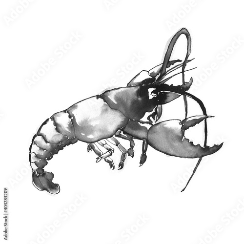 Watercolor lobster on a white background. Graphic art. Ink drawing. Hand drawing. Postcard, design, wallpaper, poster, graphic resource.