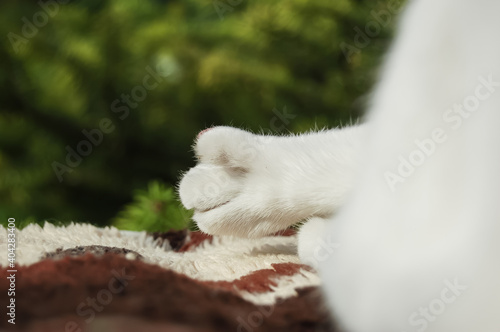 White cat paw, closeup in the garden