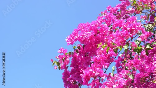 pink bougainvillea flower flowing by wind