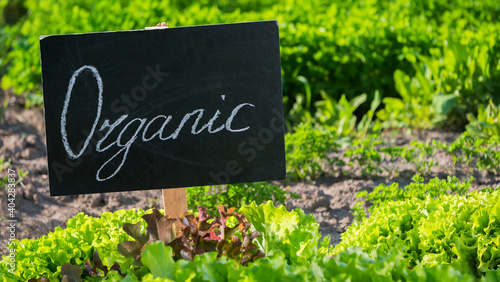 Organic sign on a bed where a green salad grows