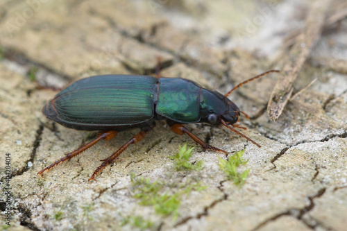 One of the colorful green ground beetles Harpalus affinis form Belgium