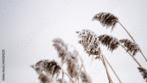 Snow-covered reeds against the blue sky