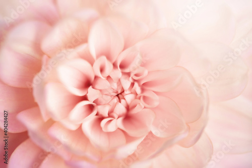 Defocused pastel, peach, coral dahlia petals close up of flower dahlia, floral abstract background, soft focus.