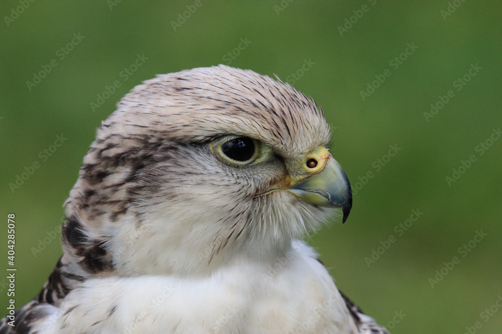 red tailed hawk red tailed hawk