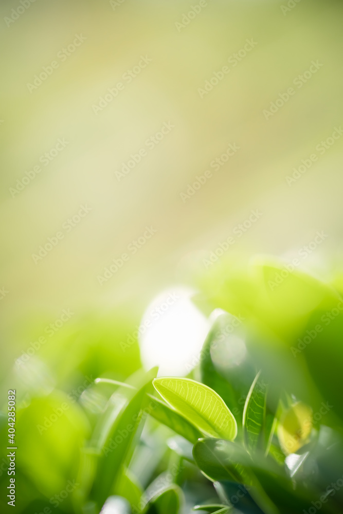 Obraz premium Concept nature view of green leaf on blurred greenery background in garden and sunlight with copy space using as background natural green plants landscape, ecology, fresh wallpaper concept.